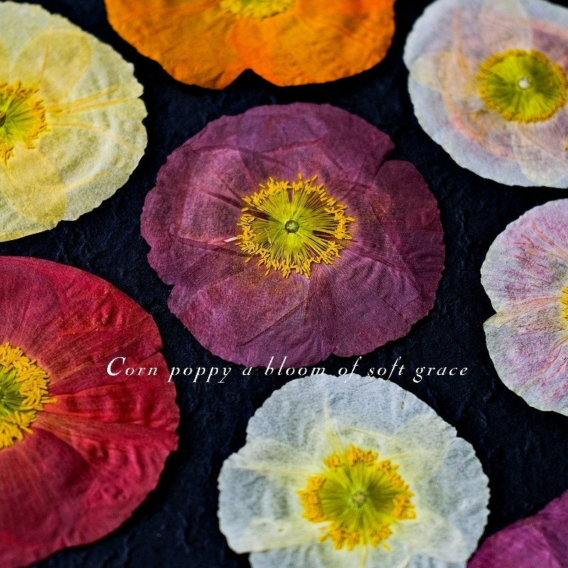 1pcs,Nature Field Poppy Presse - đánh giá và giá Resin Art Frame