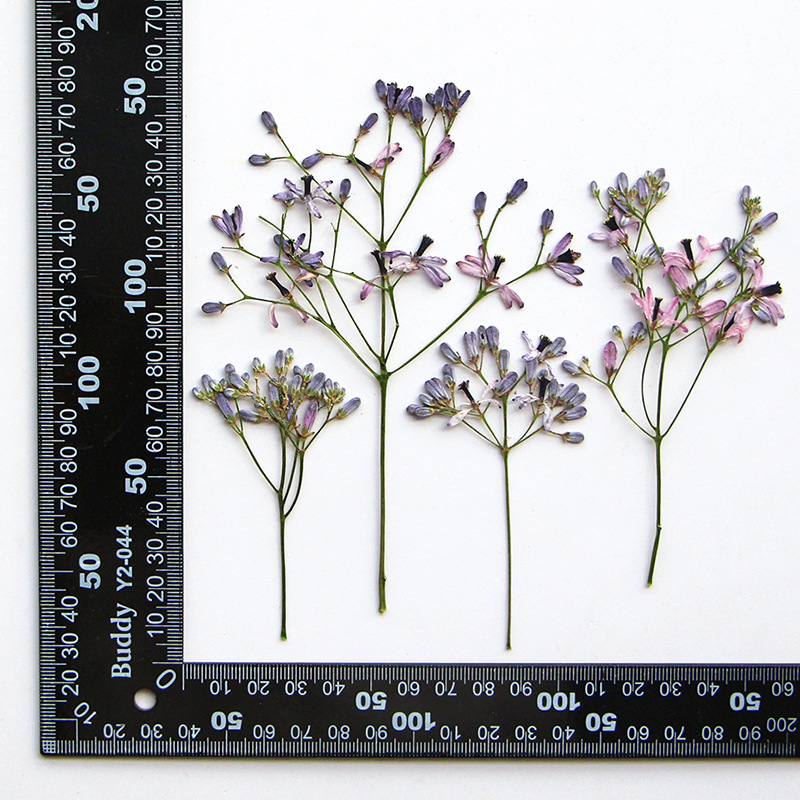 60Pcs Neem Tree Flower Branche - đánh giá và giá Resin Art Frame